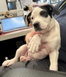 Shelter Stray Female Dog last seen Near Will Lee Rd, Atlanta, GA, 1251 Fulton Industrial Blvd NW, Atlanta, GA 30336, USA