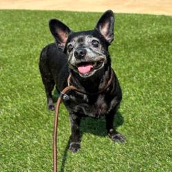 Shelter Stray Female Dog last seen river loop, County/Unicorporated, NC, 1491 Business Park Ct, Gastonia, NC 28052, USA