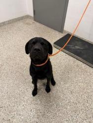 Shelter Stray Male Dog last seen Hallmark Dr, Gastonia, NC, 1491 Business Park Ct, Gastonia, NC 28052, USA