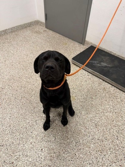 Shelter Stray Male Dog last seen Hallmark Dr, Gastonia, NC, 1491 Business Park Ct, Gastonia, NC 28052, USA