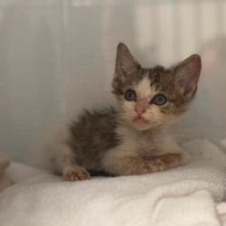 Shelter Stray Male Cat last seen Near W Walnut AVE, County/Unicorporated, NC, 1491 Business Park Ct, Gastonia, NC 28052, USA