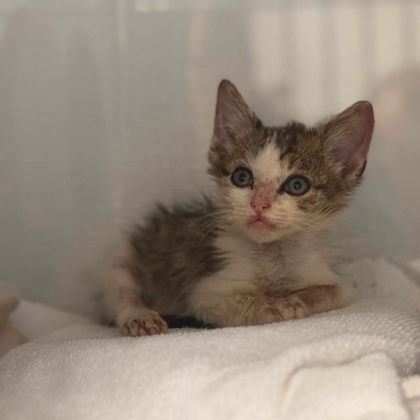Shelter Stray Male Cat last seen Near W Walnut AVE, County/Unicorporated, NC, 1491 Business Park Ct, Gastonia, NC 28052, USA