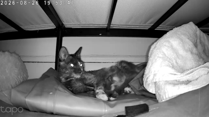 Shelter Stray Female Cat last seen Near Denmore Ave, 21215, MD, 2490 Giles Rd, Baltimore, MD 21225, USA