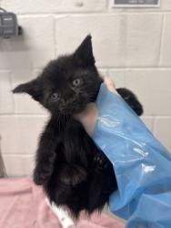 Shelter Stray Female Cat last seen Near Giles Road, 21225, MD, 2490 Giles Rd, Baltimore, MD 21225, USA