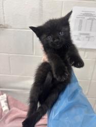 Shelter Stray Male Cat last seen Near Giles Road, 21225, MD, 2490 Giles Rd, Baltimore, MD 21225, USA