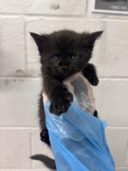 Shelter Stray Female Cat last seen Near Giles Road, 21225, MD, 2490 Giles Rd, Baltimore, MD 21225, USA