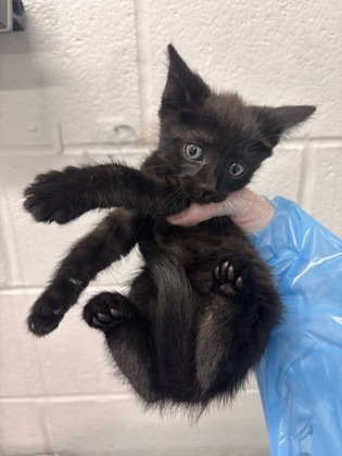Shelter Stray Male Cat last seen Near Giles Road, 21225, MD, 2490 Giles Rd, Baltimore, MD 21225, USA