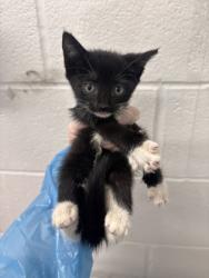 Shelter Stray Female Cat last seen Near Giles Road, 21225, MD, 2490 Giles Rd, Baltimore, MD 21225, USA