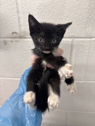 Shelter Stray Female Cat last seen Near Giles Road, 21225, MD, 2490 Giles Rd, Baltimore, MD 21225, USA