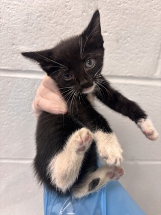 Shelter Stray Female Cat last seen Near Giles Road, 21225, MD, 2490 Giles Rd, Baltimore, MD 21225, USA