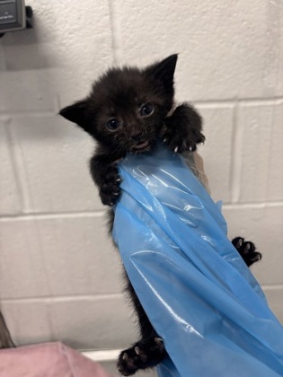 Shelter Stray Male Cat last seen Near Giles Road, 21225, MD, 2490 Giles Rd, Baltimore, MD 21225, USA