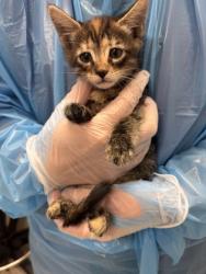 Shelter Stray Female Cat last seen Near Giles RD, 21225,, 2490 Giles Rd, Baltimore, MD 21225, USA