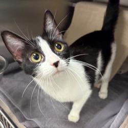 Shelter Stray Female Cat last seen Near blk Milwaukee St, Madison, WI, Madison 3, City of, WI, 5132 Voges Rd, Madison, WI 53718, USA