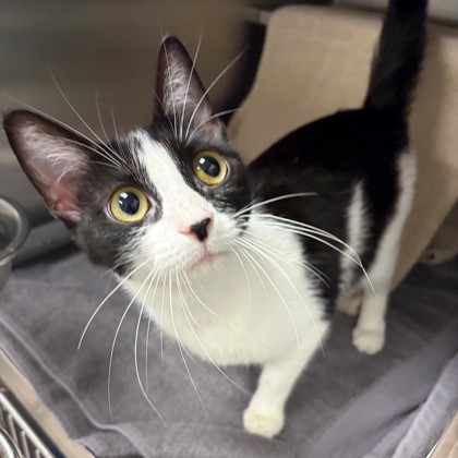 Shelter Stray Female Cat last seen Near blk Milwaukee St, Madison, WI, Madison 3, City of, WI, 5132 Voges Rd, Madison, WI 53718, USA