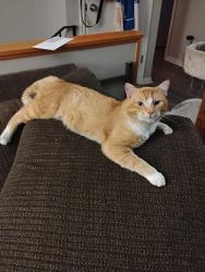 Reunited Male Cat last seen Near S, Roy, UT 84067