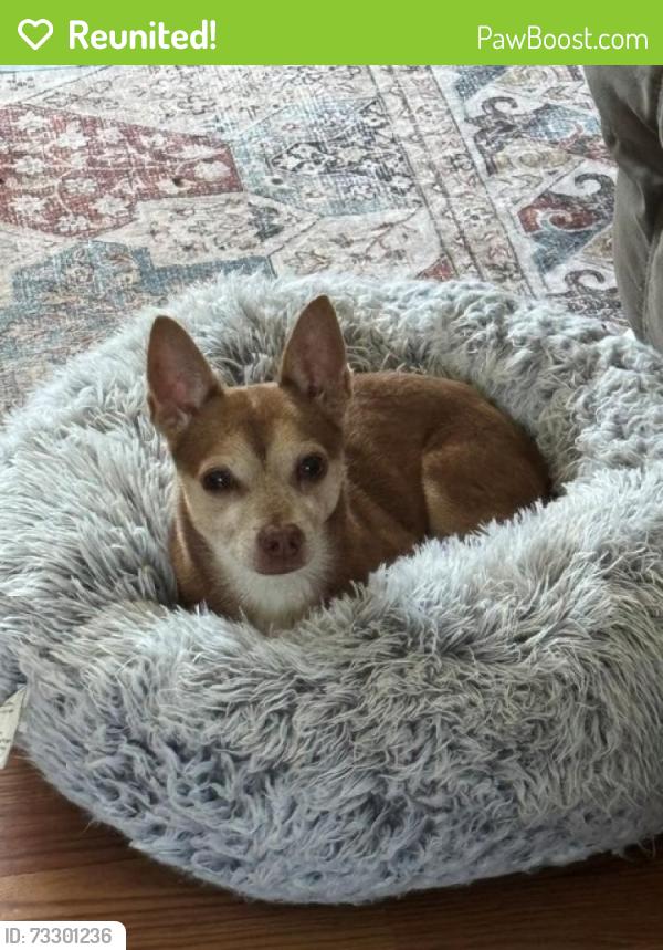 Reunited Male Dog last seen Coral Circle between 16 Street and Pope Road, St. Augustine, FL 32080