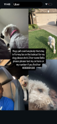 Lost Female Cat last seen Devonshire, Forney, TX 75126