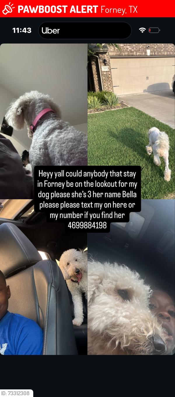 Lost Female Cat last seen Devonshire, Forney, TX 75126