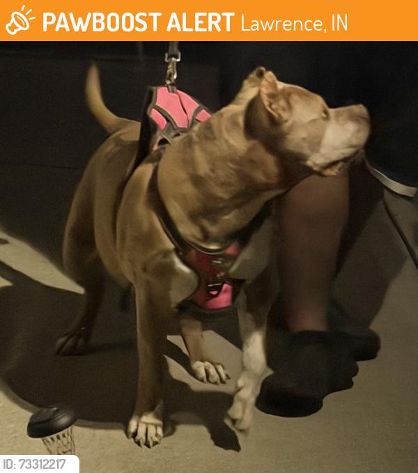 Found/Stray Female Dog last seen Between Echo Pointe and Feather Cove 1 neighborhoods., Lawrence, IN 46236