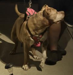 Found/Stray Female Dog last seen Between Echo Pointe and Feather Cove 1 neighborhoods., Lawrence, IN 46236