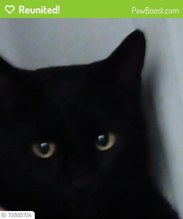 Reunited Male Cat last seen Shackleton Road Apex NC, Apex, NC 27502
