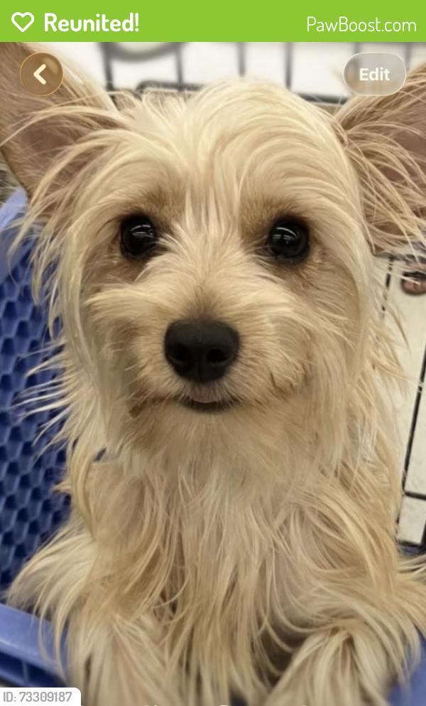 Reunited Female Dog last seen Near eriel Hawthorne, Hawthorne, CA 90250