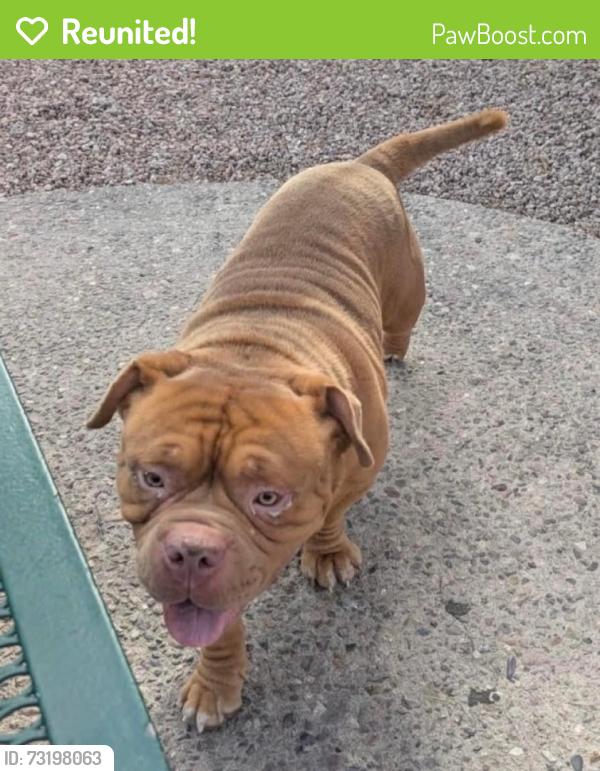 Reunited Unknown Dog last seen 12th Ave & Valencia Rd., Tucson, AZ 85706