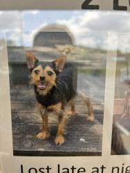 Reunited Male Dog last seen Colonial Heights, TN, USA, Colonial Heights, TN 37663