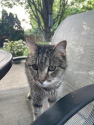 Reunited Male Cat last seen Loch Ness Ave and Heathview in Olentangy Highlands Neighborhood, Worthington, OH 43085