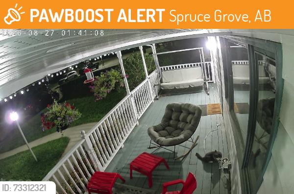 Found/Stray Unknown Cat last seen Beverly ave, spruce grove, Spruce Grove, AB 