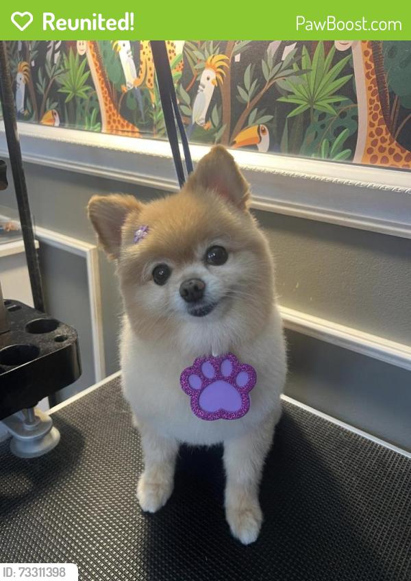 Reunited Female Dog last seen No landmark, Ocean Township, NJ 07712