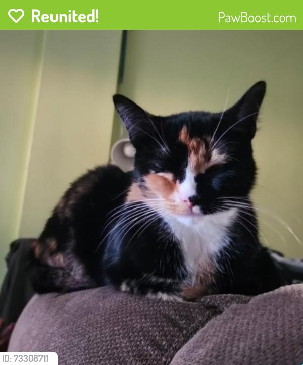 Reunited Female Cat last seen Eucalyptus and Alondra, Bellflower, CA 90706