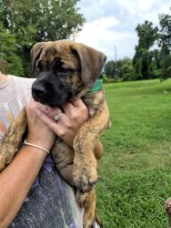 Lost Male Dog last seen Hwy 321, Gastonia, NC 28052