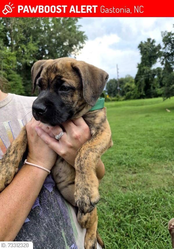 Lost Male Dog last seen Hwy 321, Gastonia, NC 28052