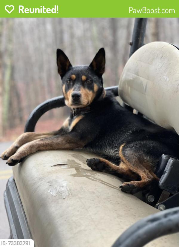 Reunited Male Dog last seen Barkers Bend Drive, Murrayville, GA 30564