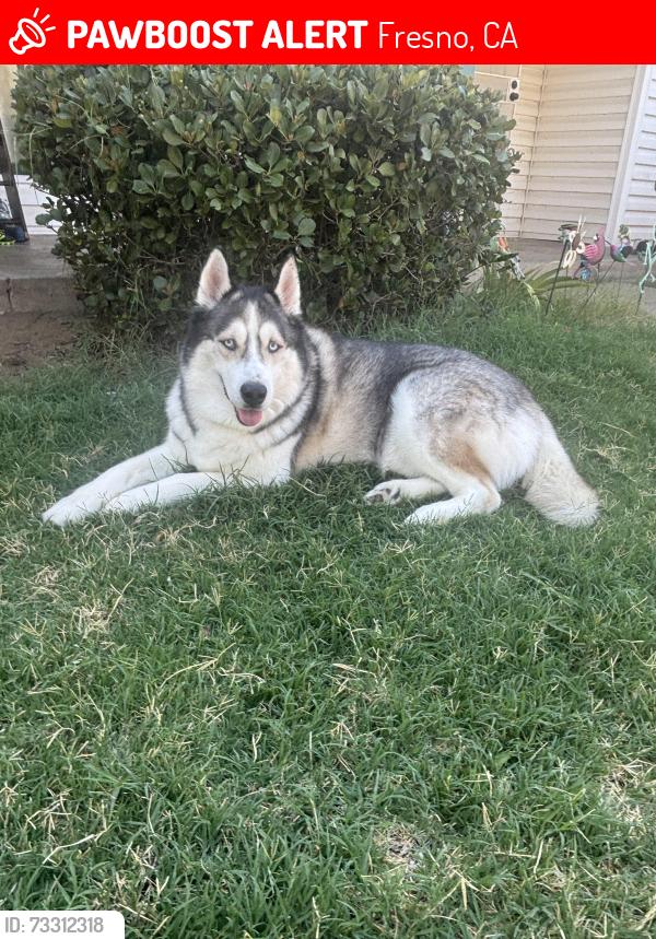 Lost Male Dog last seen Belmont and fancher, Fresno, CA 93737