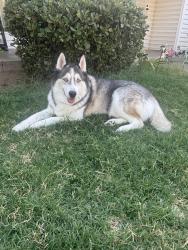 Lost Male Dog last seen Belmont and fancher, Fresno, CA 93737