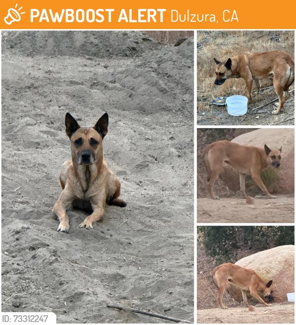 Found/Stray Female Dog last seen Near Barrett lake rd, Dulzura CA. She has been staying near a field and roaming around the mobile homes., Dulzura, CA 91917