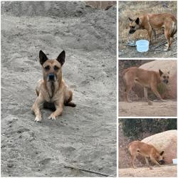 Found/Stray Female Dog last seen Near Barrett lake rd, Dulzura CA. She has been staying near a field and roaming around the mobile homes., Dulzura, CA 91917