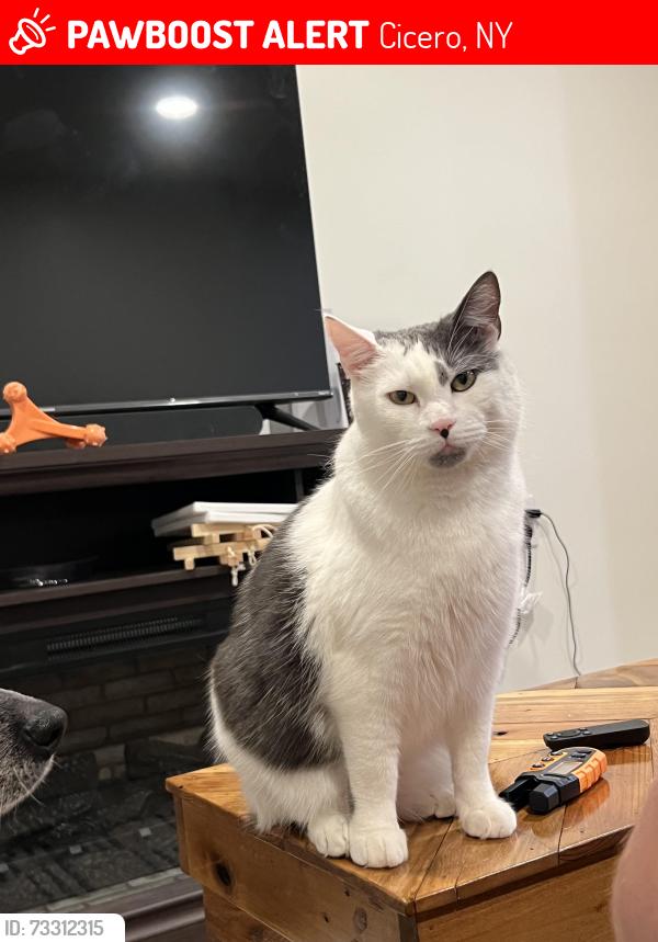 Lost Male Cat last seen Island Rd, Cicero, NY 13039