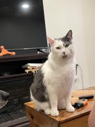 Lost Male Cat last seen Island Rd, Cicero, NY 13039