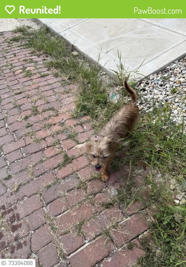 Reunited Male Dog last seen 21st, Indianapolis, IN 46202