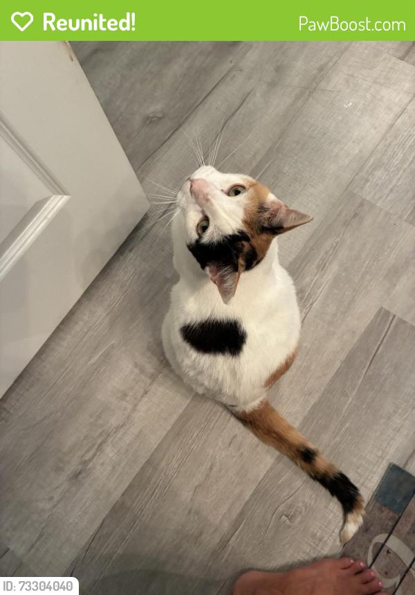Reunited Female Cat last seen Alton Drive and Paseo De Valencia St. Laguna Lakes, Fort Myers, Fl, Laguna Lakes, FL 33908