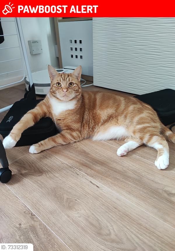 Lost Male Cat last seen Alder lane, Warrington, Warrington, England WA2 8HU