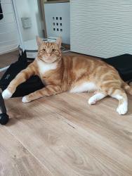 Lost Male Cat last seen Alder lane, Warrington, Warrington, England WA2 8HU