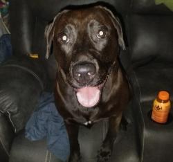 Lost Female Dog last seen Pleasant Ave and Fitton, Lindenwald, OH 45015
