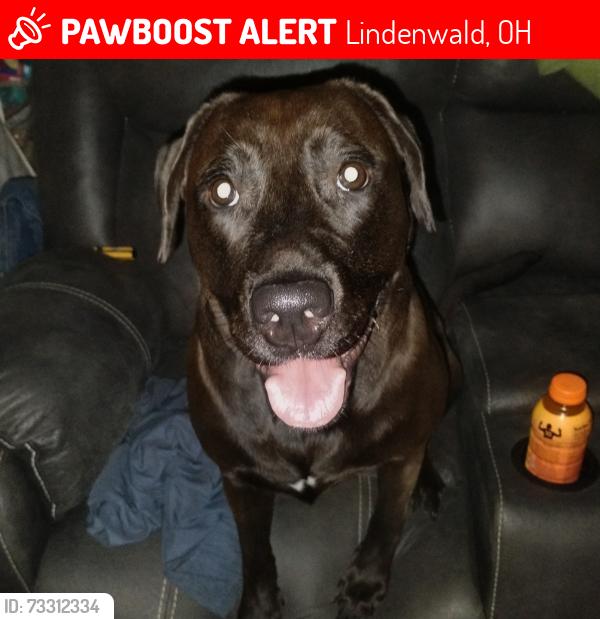 Lost Female Dog last seen Pleasant Ave and Fitton, Lindenwald, OH 45015