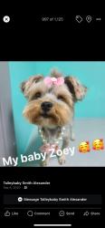 Lost Female Dog last seen JB little elementary school, Arlington, TX 76016