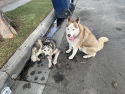 Found/Stray Unknown Dog last seen Behind 7-11 on Long Beach Blvd., Compton, CA 90221