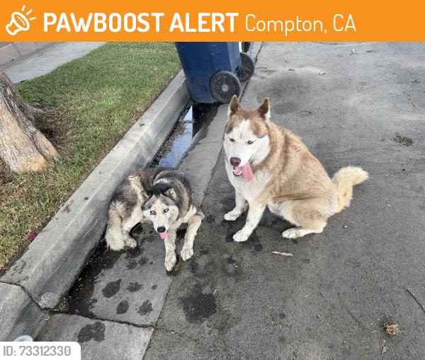 Found/Stray Unknown Dog last seen Behind 7-11 on Long Beach Blvd., Compton, CA 90221